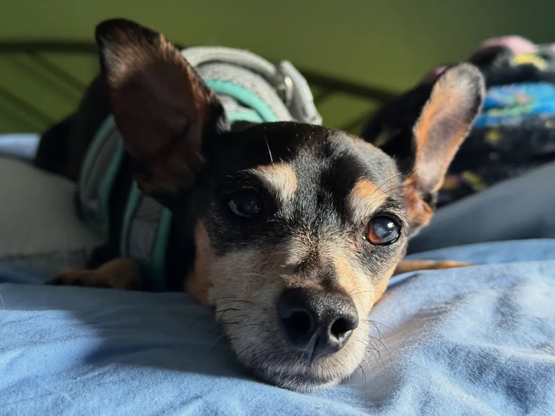 A close up of a minpin resting its head on a bed