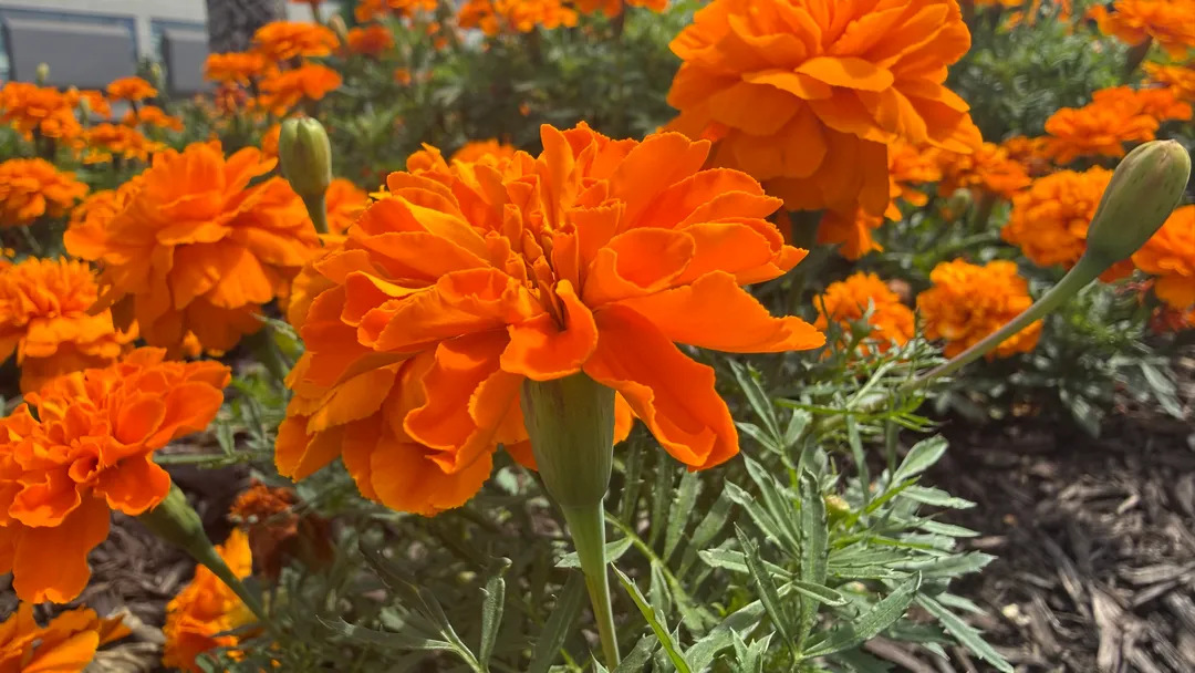 Orange flowers