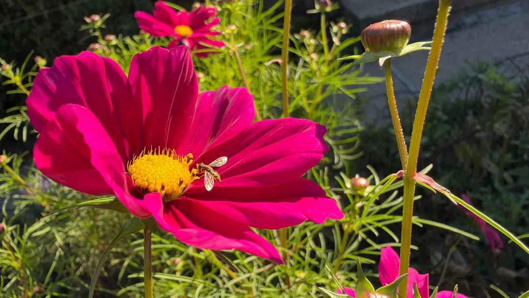 A bright red flower with a small bee on it