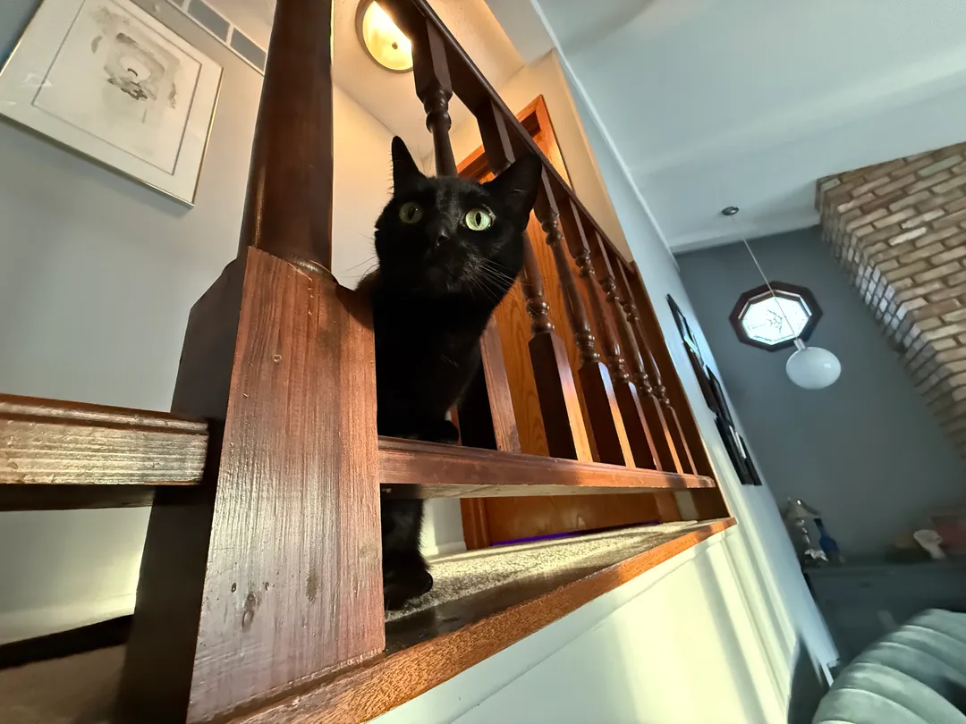 A cat near a banister railing