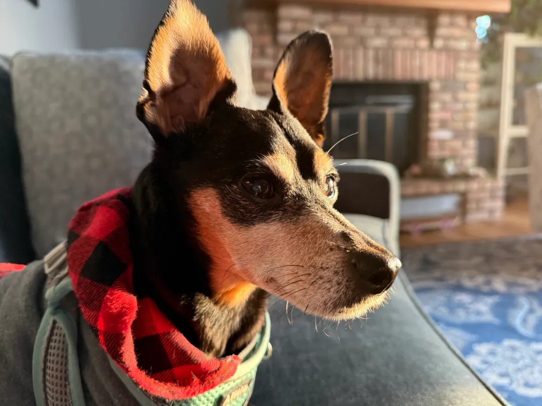 A minpin in a red sweatshirt