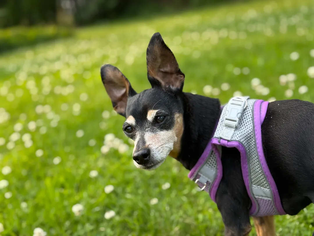 A minpin looking back at the camera with a blurry background