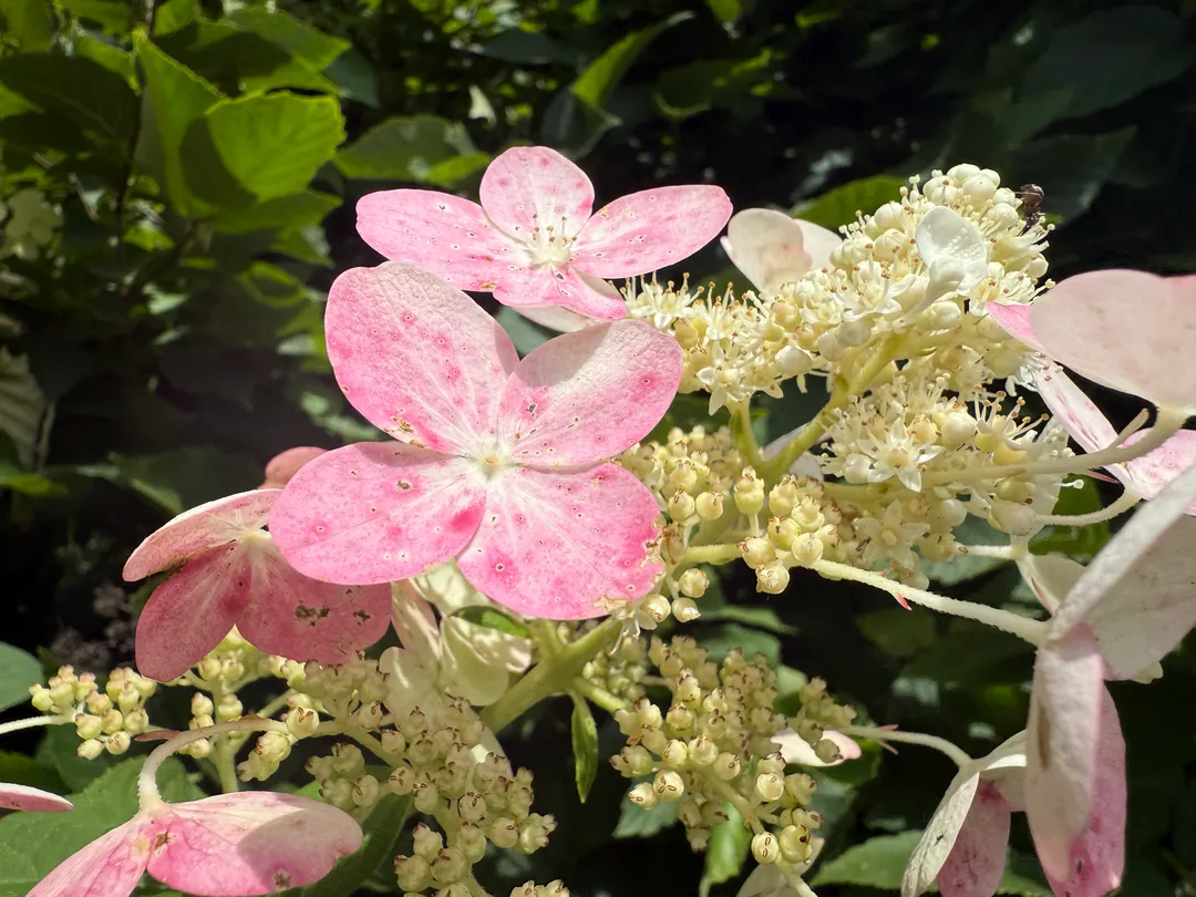 Pink flowers
