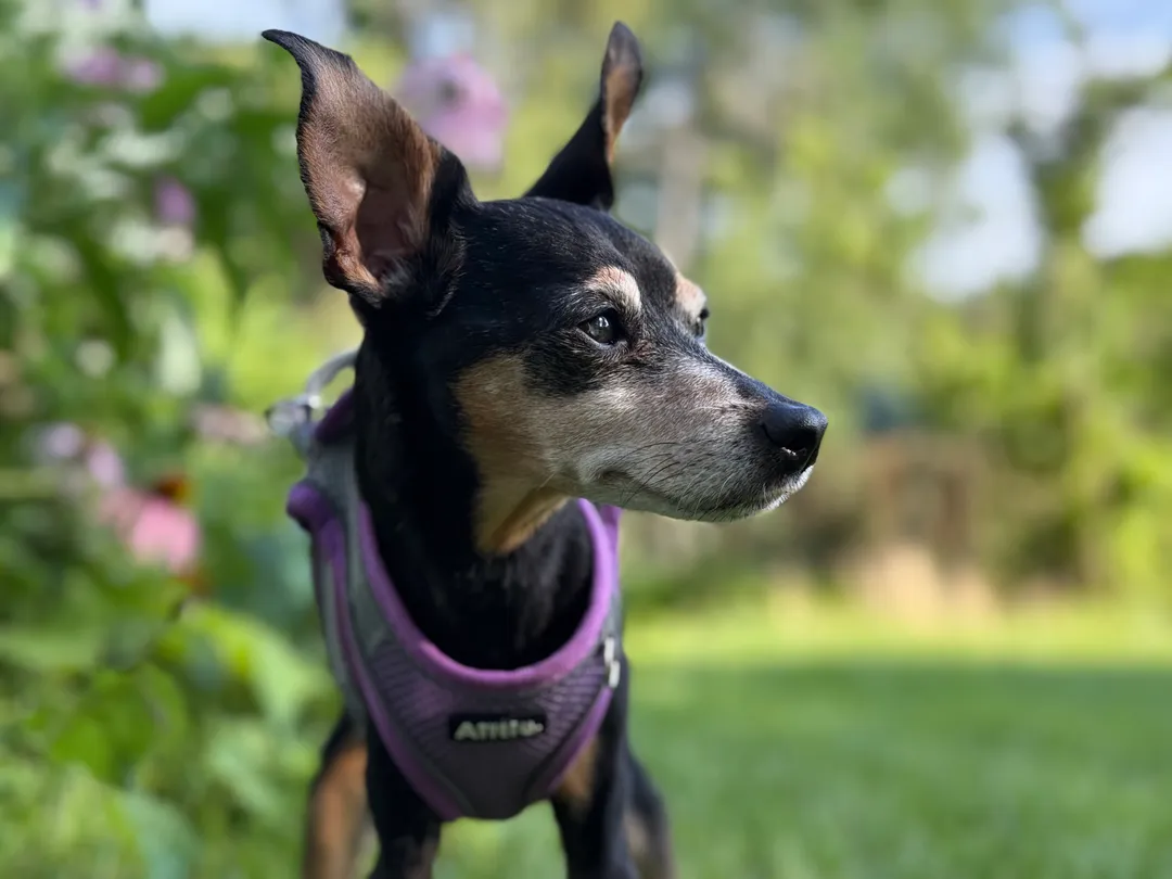 A minpin in a purple harness