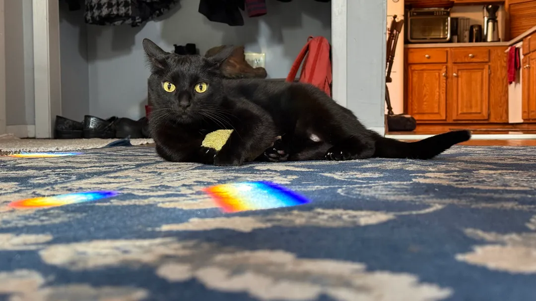 A cat sitting on carpet with rainbow reflections on the floor